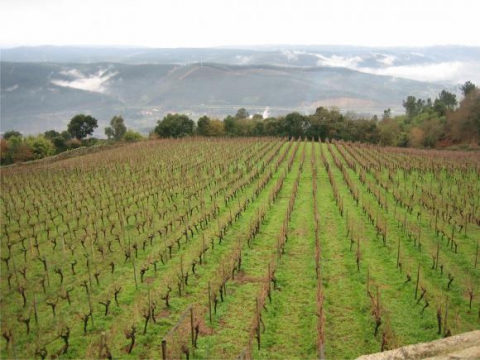 Proyecto Rutas del Vino de la Eurorregión Galicia